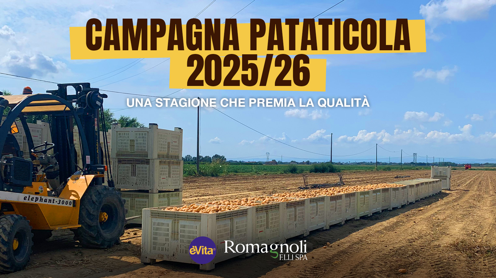 Potato campaign 2025/26: a season rewarding quality